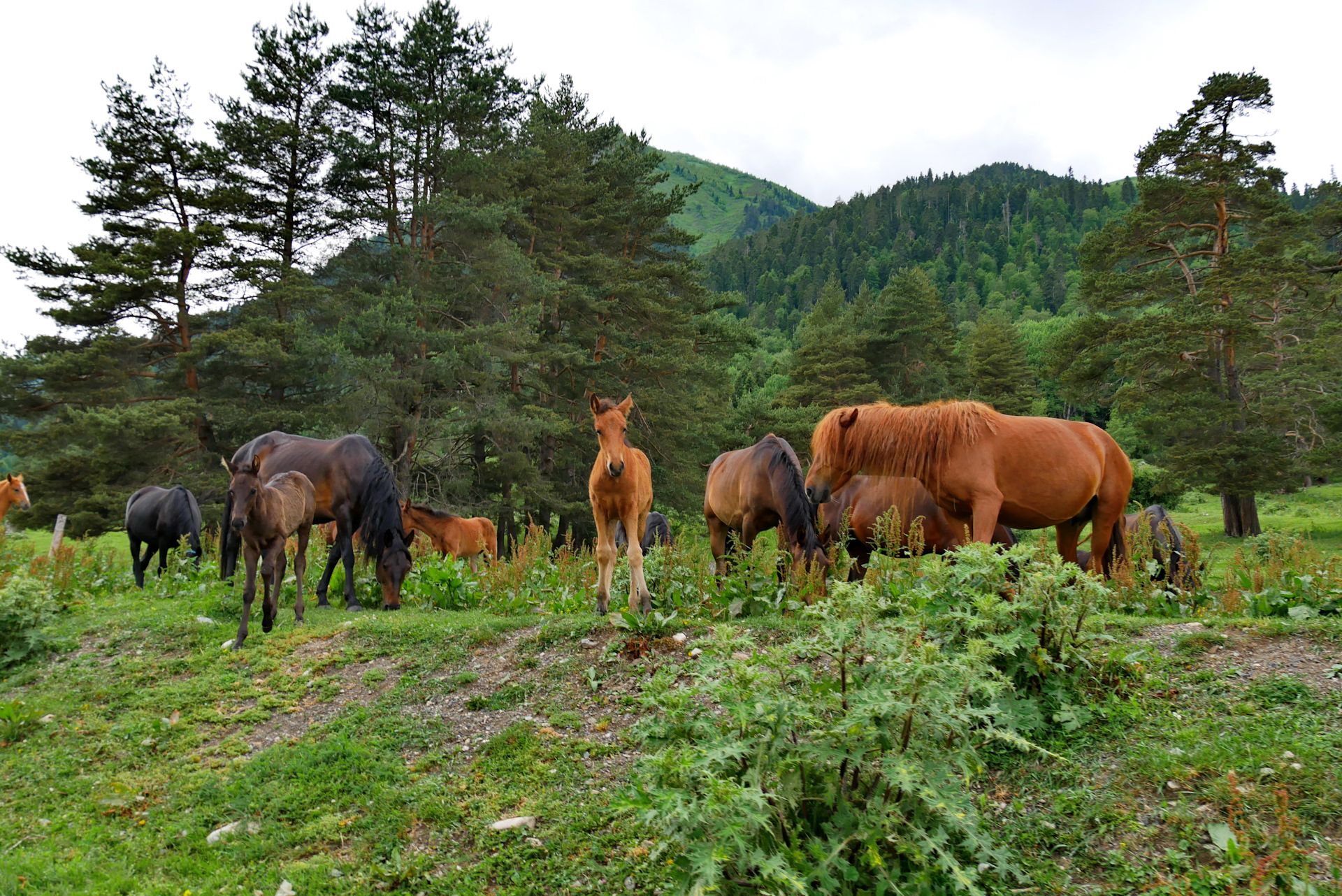 Архыз wild. Архыз заповедник. Зубры в Архызе. Дикие зубры Архыз. Архыз Буйволы.