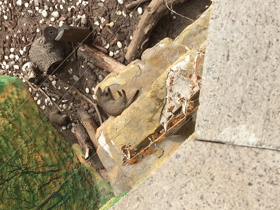 Не помню кто — Lada Granta