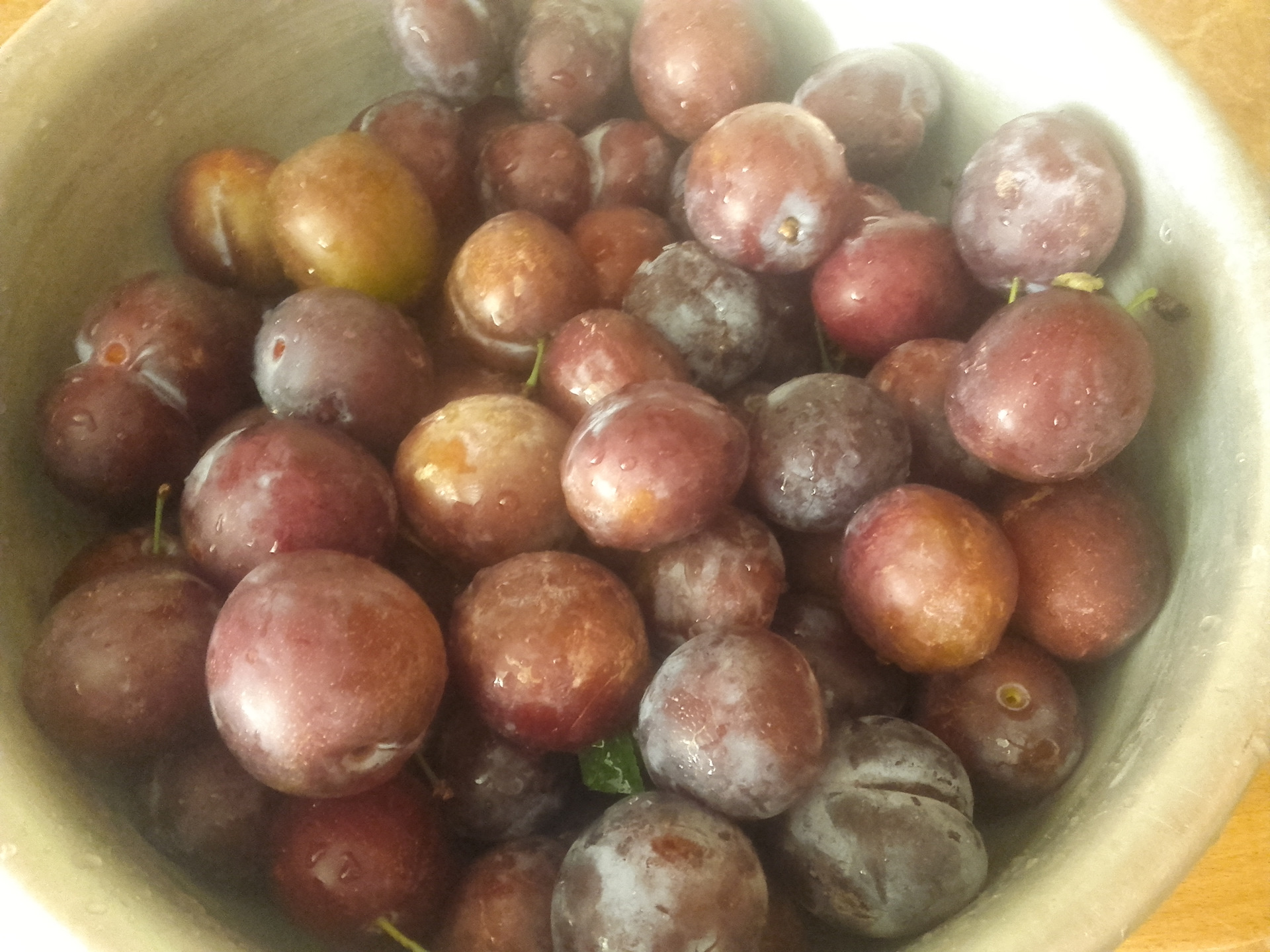 Слива гниет на дереве. Монилиоз косточковых черешни. Сгнила слива. Сгнила слива. Монилиоз (серая гниль).