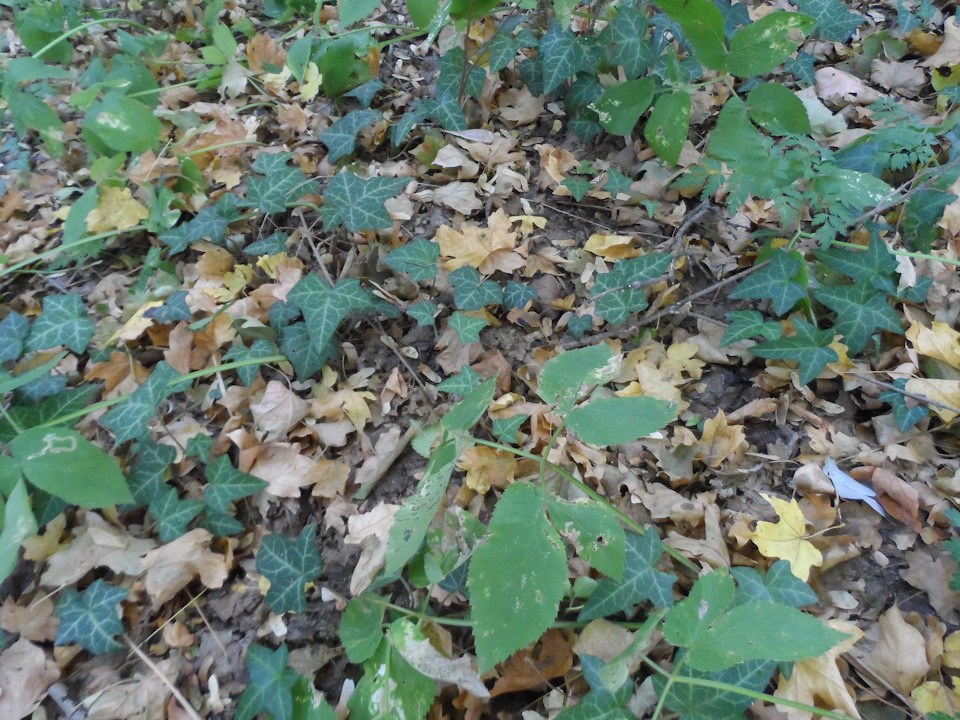 Замена заднего кардана Сим на Тирсановский — Chevrolet Niva GLX, 1,7 л ...