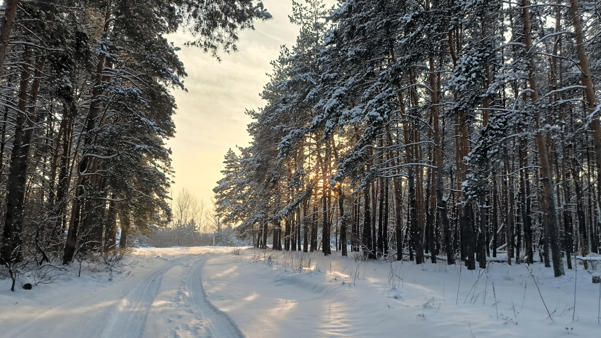 Заснеженный лес картинки