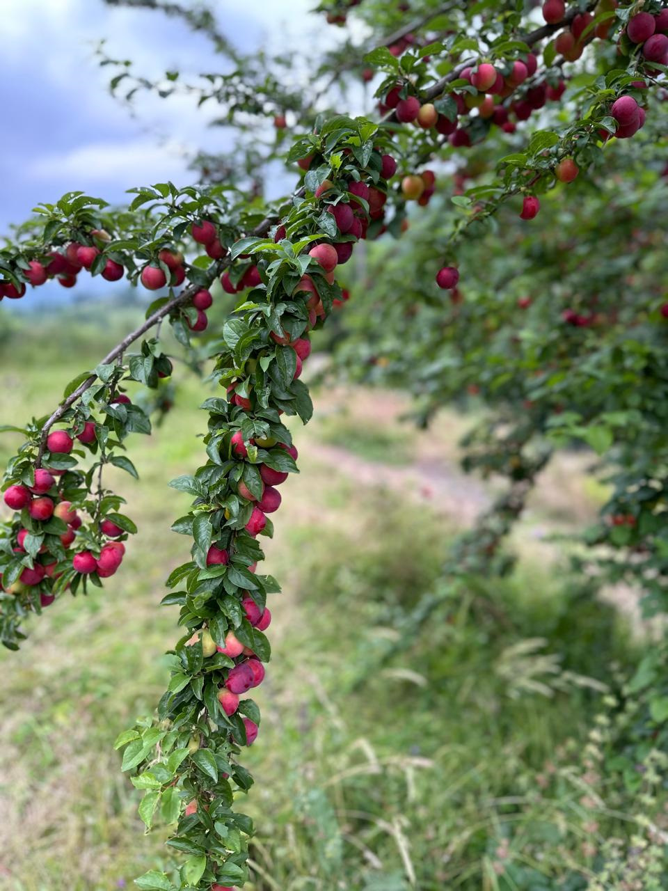 Китайский сливовый соус, свиные рёбрышки методом су-вид — Сообщество «Food  & Wine» на DRIVE2