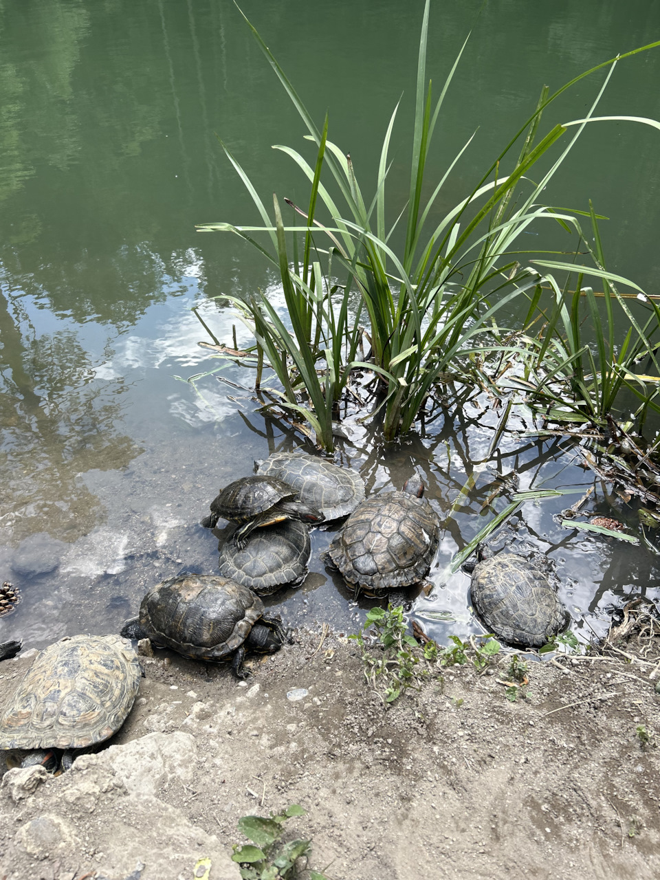 Черепашье озеро — Haval Dargo