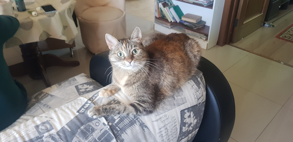 Фото в бортжурнале Honda Freed (2G)