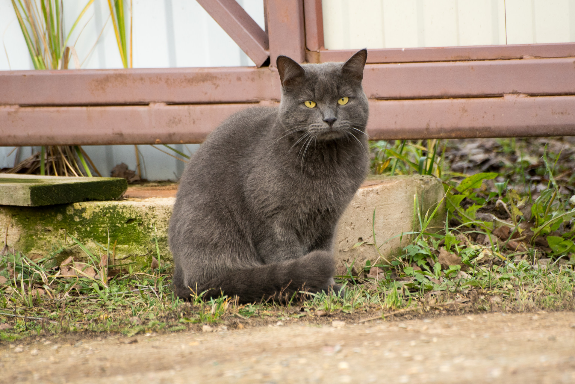 Кот дизель