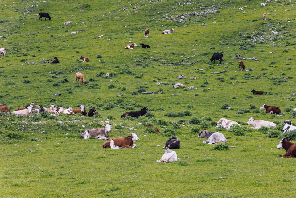 Река маруха карачаево черкессия что означает название. YxzzZmeiwBqdj eJAx1gFHD7kv4 960. Река маруха карачаево черкессия что означает название фото. Река маруха карачаево черкессия что означает название-YxzzZmeiwBqdj eJAx1gFHD7kv4 960. картинка Река маруха карачаево черкессия что означает название. картинка YxzzZmeiwBqdj eJAx1gFHD7kv4 960. Река Маруха протекает по территории туристического района Архыза в Карачаево-Черкесской республике. Река маруха карачаево черкессия что означает название. YxzzZmeiwBqdj eJAx1gFHD7kv4 960. Река маруха карачаево черкессия что означает название фото. Река маруха карачаево черкессия что означает название-YxzzZmeiwBqdj eJAx1gFHD7kv4 960. картинка Река маруха карачаево черкессия что означает название. картинка YxzzZmeiwBqdj eJAx1gFHD7kv4 960. Река Маруха протекает по территории туристического района Архыза в Карачаево-Черкесской республике.