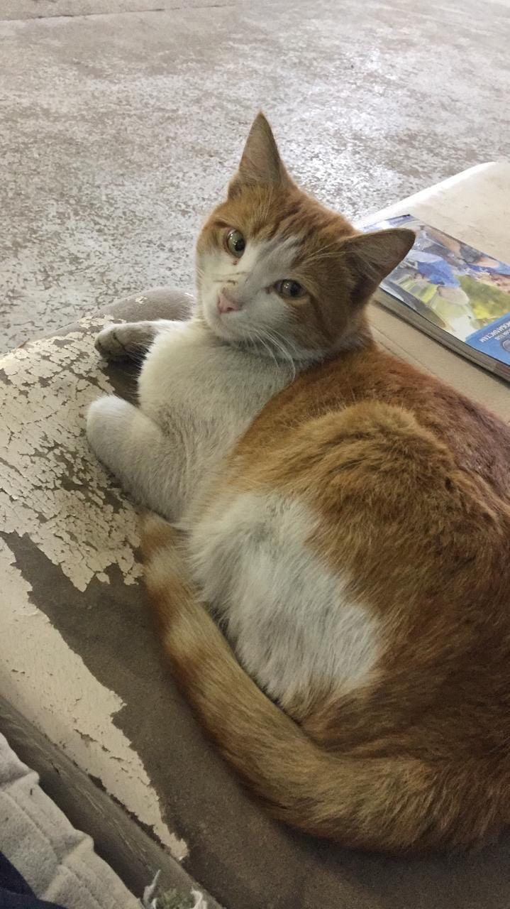 Визит на сервис и небольшой ремонт — Acura TSX (1G), 2,4 л, 2005 года ...