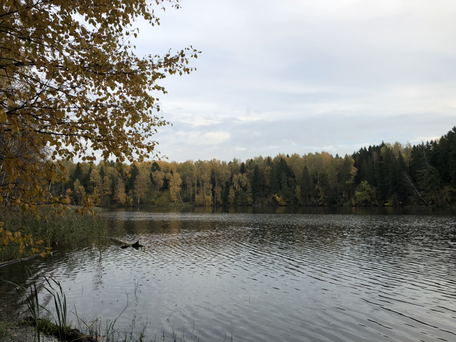 Лесное озеро ферма Сергиев Посад