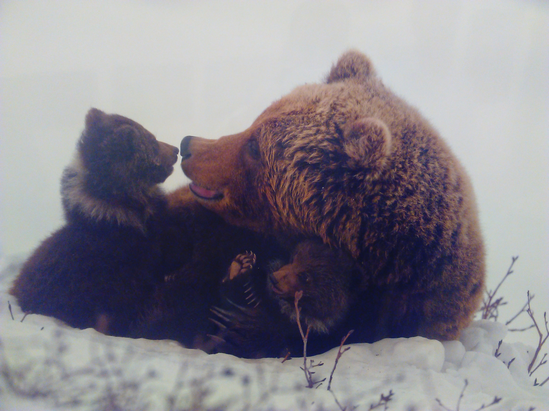 Буран и медвежата. Бурый медведь с медвежатами в берлоге. Медведица с медвежатами.