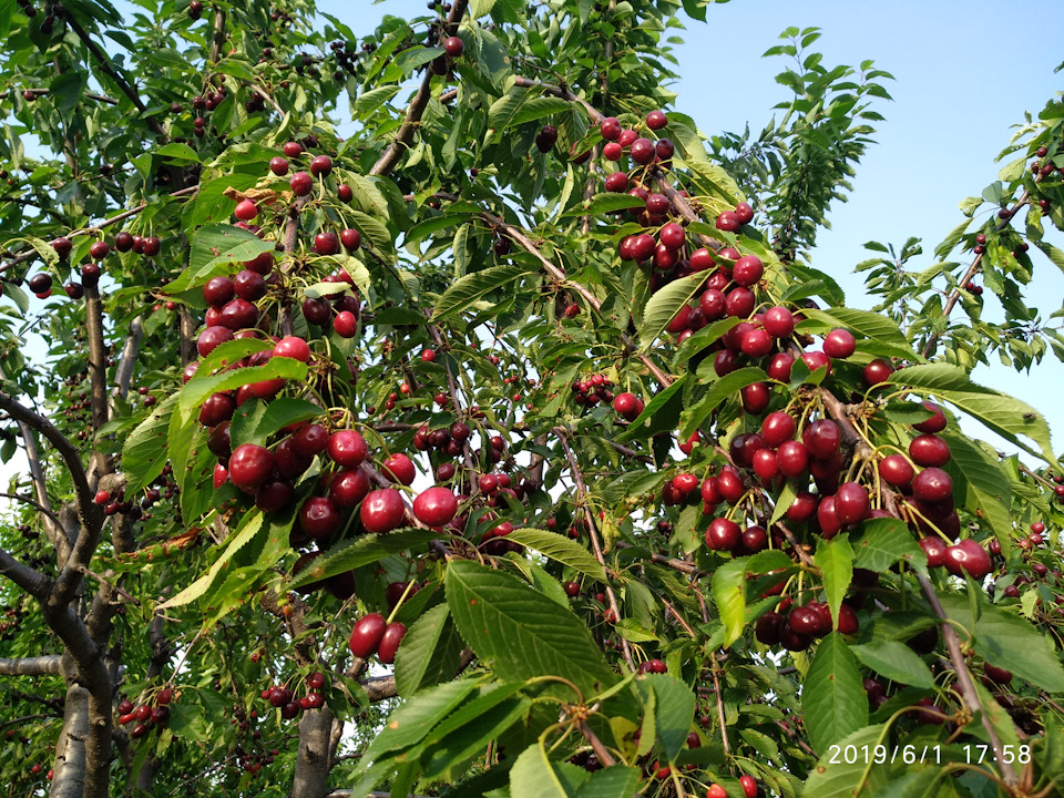 Фото в бортжурнале Honda CR-V (RE)