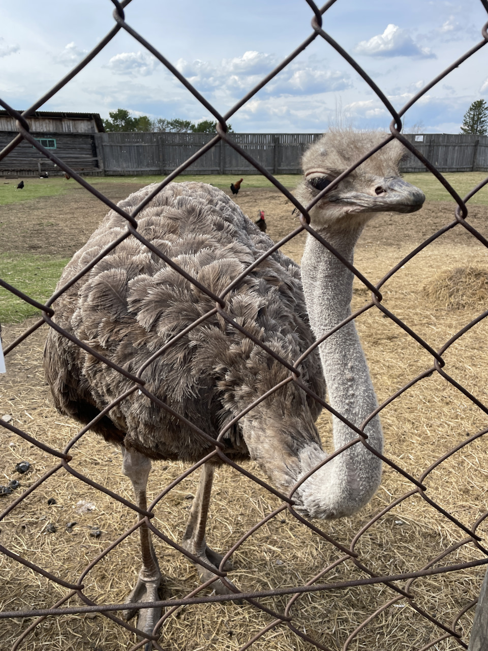 Фото в бортжурнале Toyota Land Cruiser 100