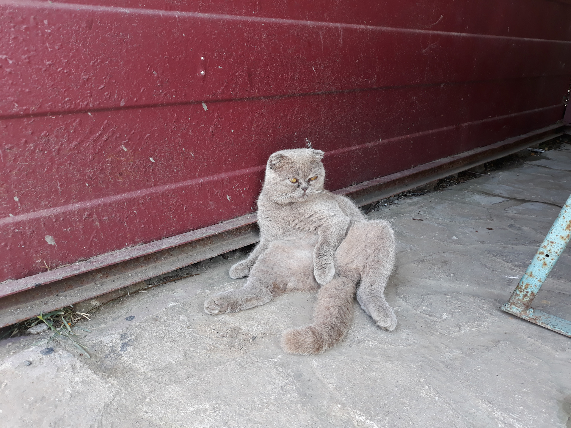 Кот алкаш горе в семье