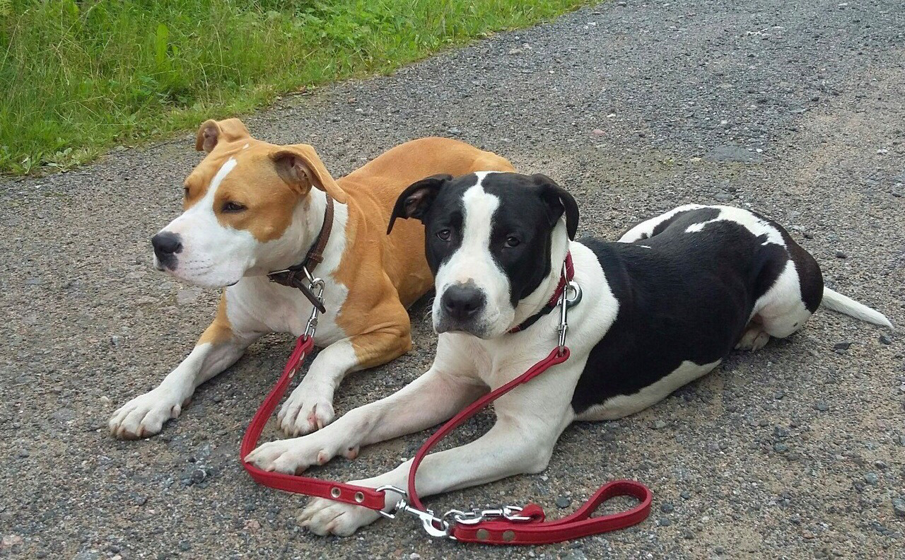 Собаки которые потерялись. Щенок Стаффорд рыжий с белым девочка. ЛО Цзе собака