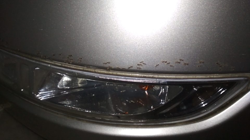 Как избавиться от муравьёв под капотом? Внезапное вторжение! — Nissan ...