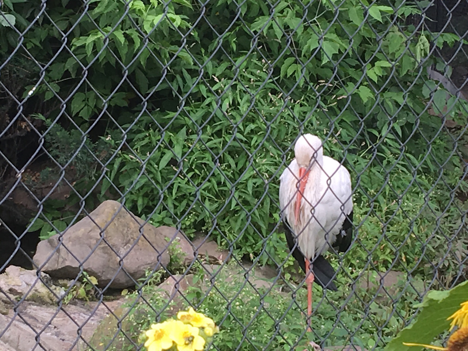Аист — Lada Granta