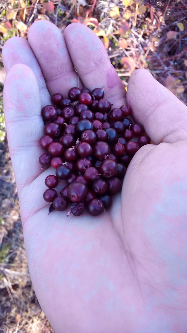 Не много тундры — DRIVE2