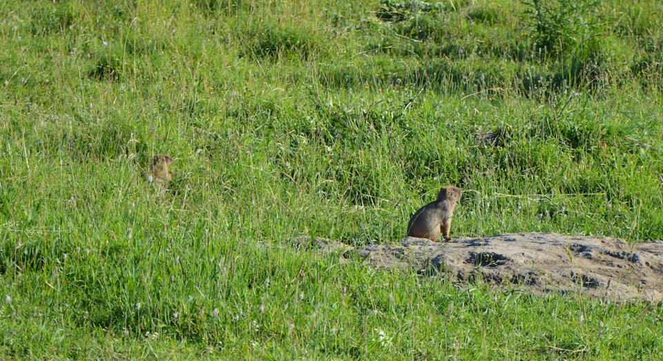 какая дробь на сурка. Смотреть фото какая дробь на сурка. Смотреть картинку какая дробь на сурка. Картинка про какая дробь на сурка. Фото какая дробь на сурка какая дробь на сурка. Смотреть фото какая дробь на сурка. Смотреть картинку какая дробь на сурка. Картинка про какая дробь на сурка. Фото какая дробь на сурка