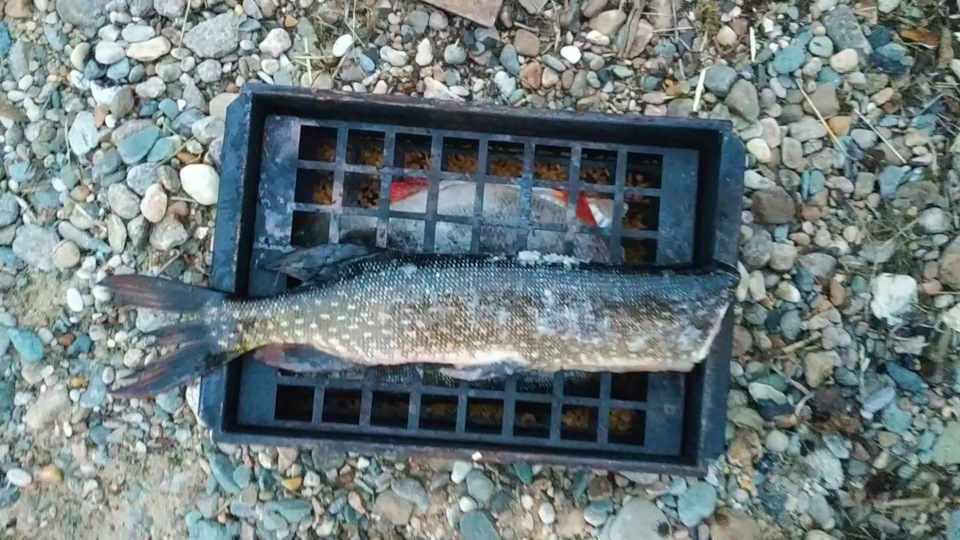озеро ахвенъярви какая рыба водится. OQAAgLCd A 960. озеро ахвенъярви какая рыба водится фото. озеро ахвенъярви какая рыба водится-OQAAgLCd A 960. картинка озеро ахвенъярви какая рыба водится. картинка OQAAgLCd A 960. Первая часть: www.drive2.ru/c/571364791860330702/Привет всем, продолжаем разговор о Карелии.Закончив бытовые дела в лагере, вышли на воду.Далеко не ходили, шарились рядом.Погода испортилась, а рыбалка стала интересней.