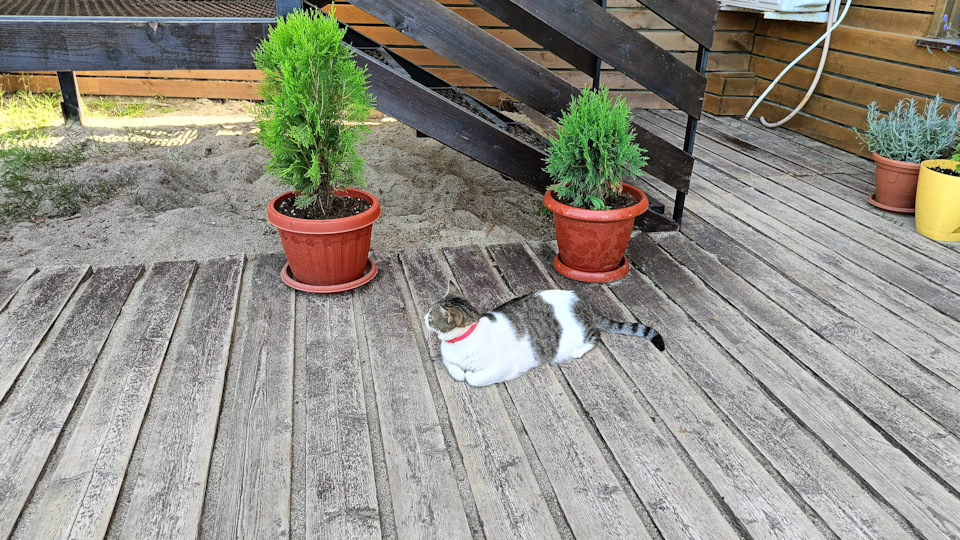 Киса Анфиса — Subaru Impreza (GD/GG)