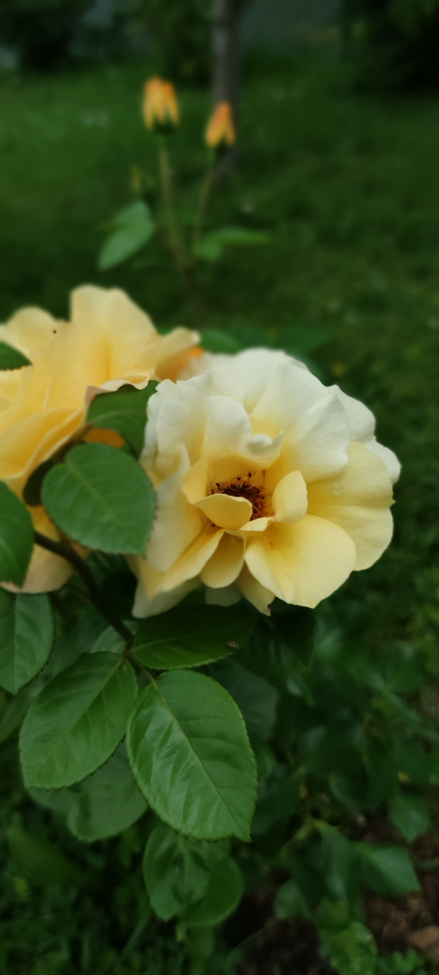 Посоветуйте радиатор кондиционера — Renault Grand Scenic III, 1,5 л ...