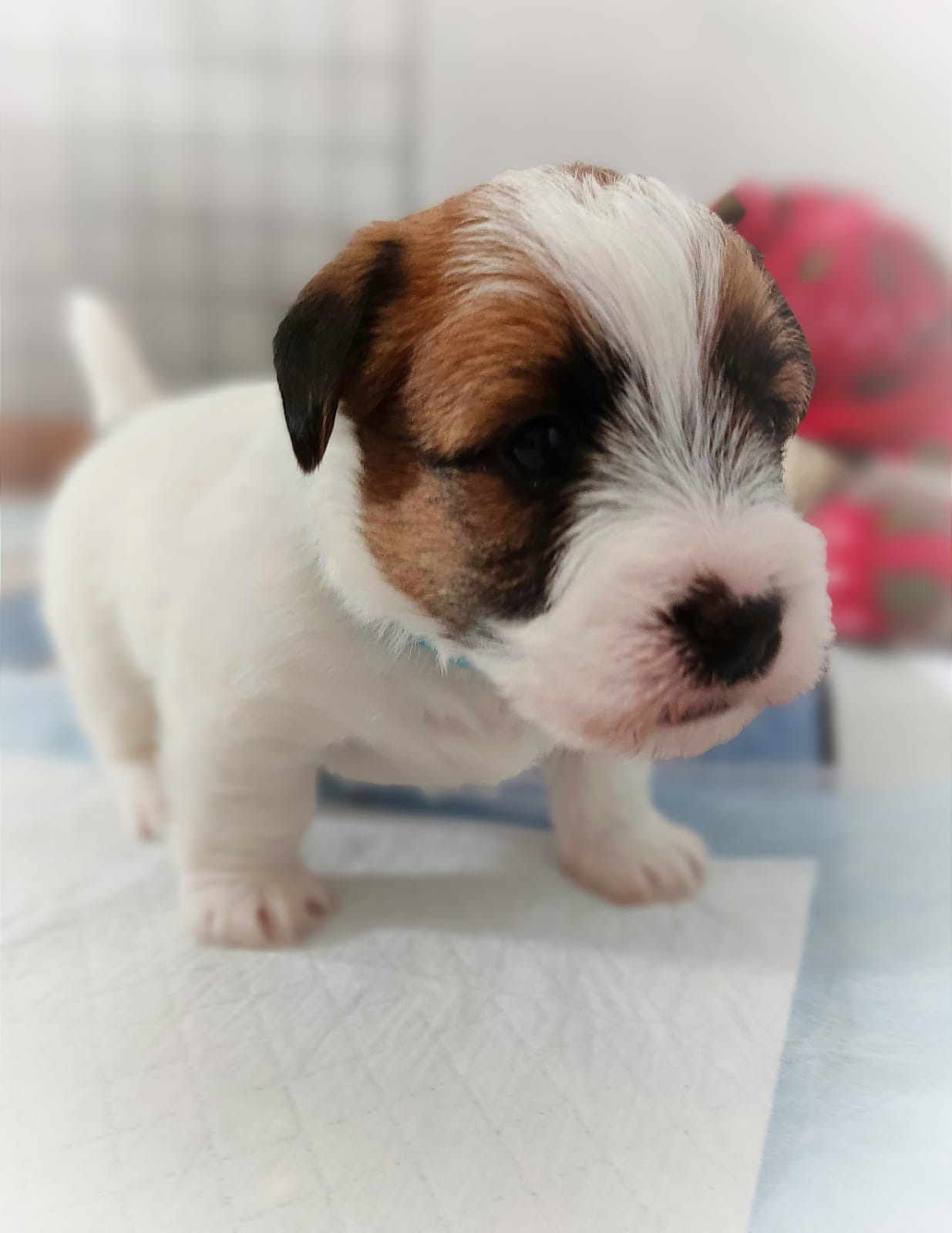 "Поспевают" щенки Джека Рассела Треьера. Бронируем! — DRIVE2