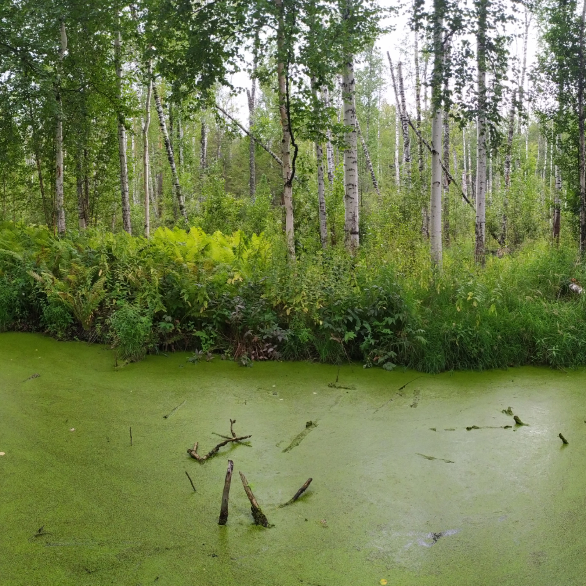 Богоново болото калуга фото