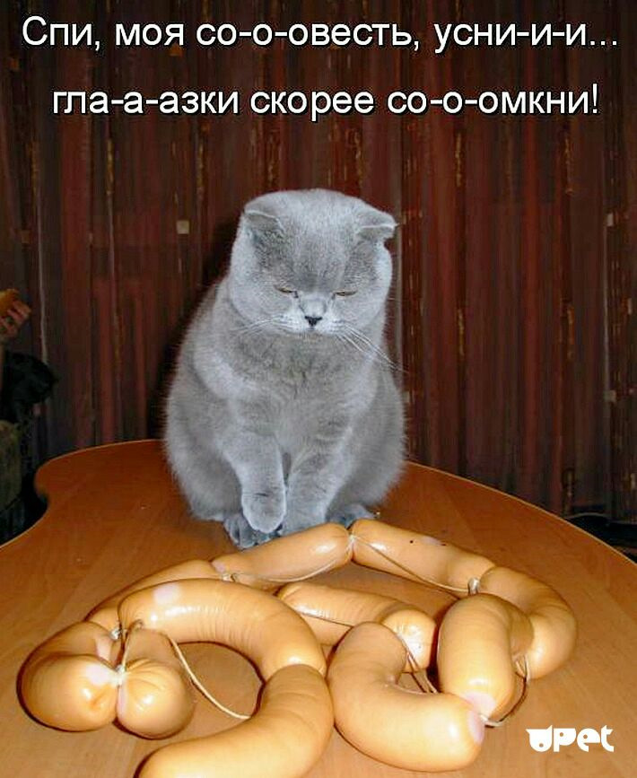 Юмор с котами картинки