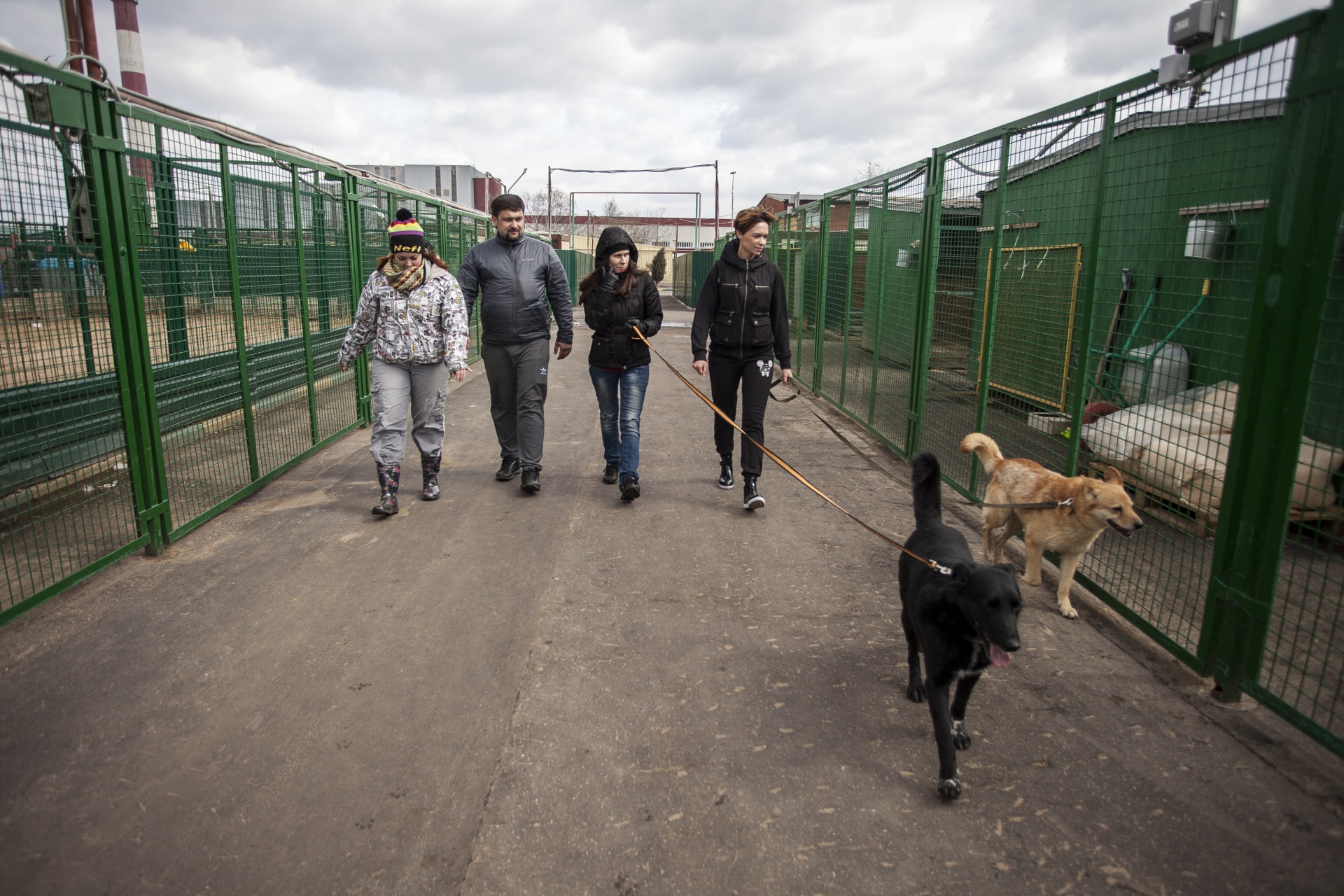 Посещение приюта. Кисловодский приют для бездомных животных. Посещение приюта животных. Приют для бездомных животных. Приют на ржевке для животных спб.