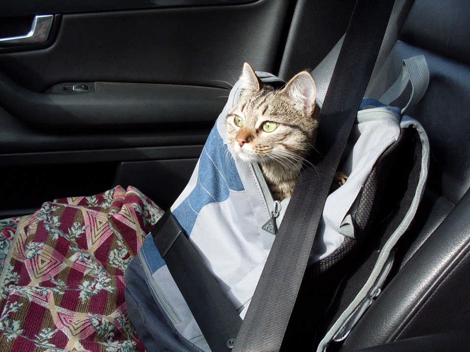 На пассажирском сидении автомобиля. Кот на пассажирском сидении. Котенок на сиденье машины. Кот в детском кресле. Сонный котенок в машине.