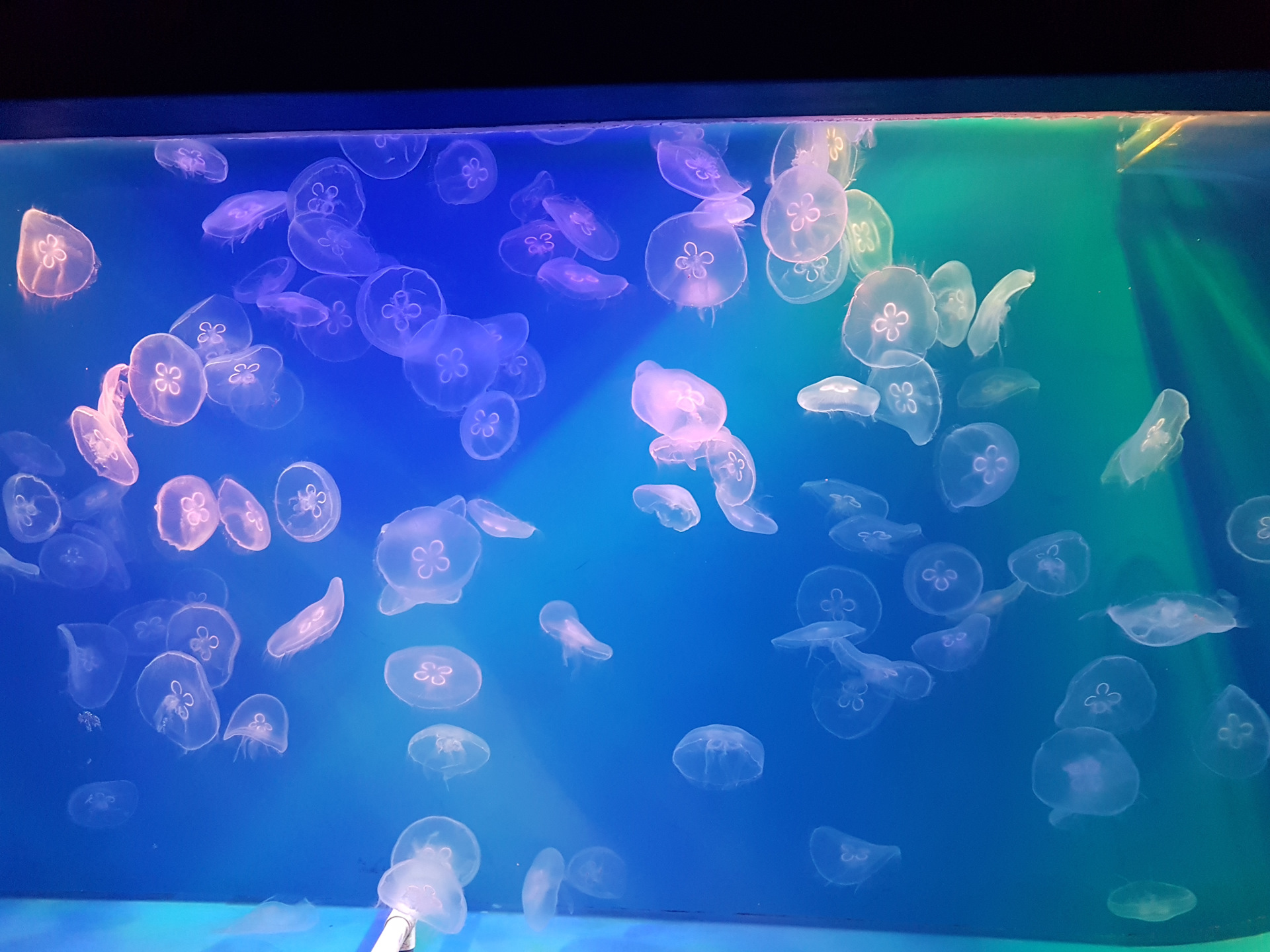 Коломна-Санкт-Петербург-Коломна — FIAT Doblo (1G), 1,4 л, 2012 года ...