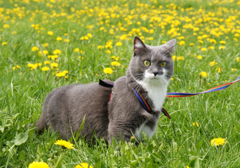 Кот в одуванчиках фото