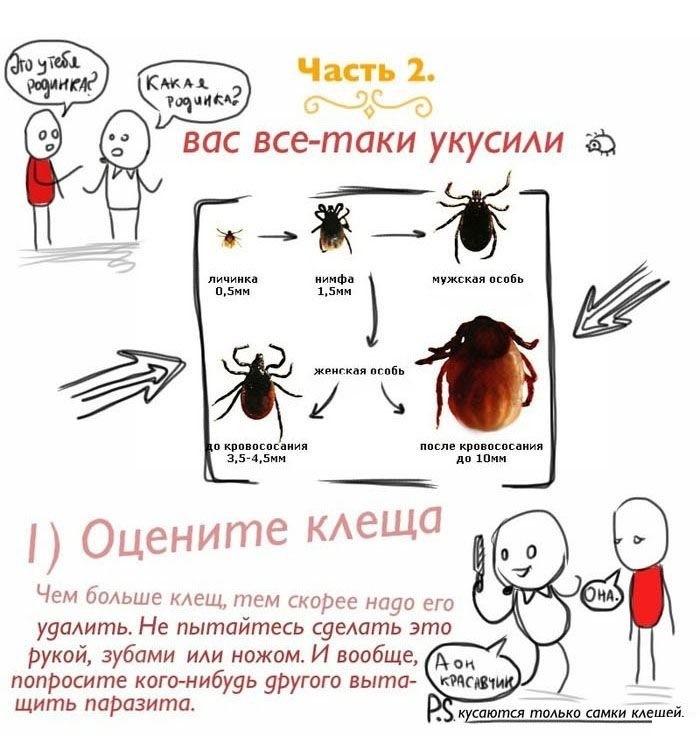 Клещи картинки прикольные