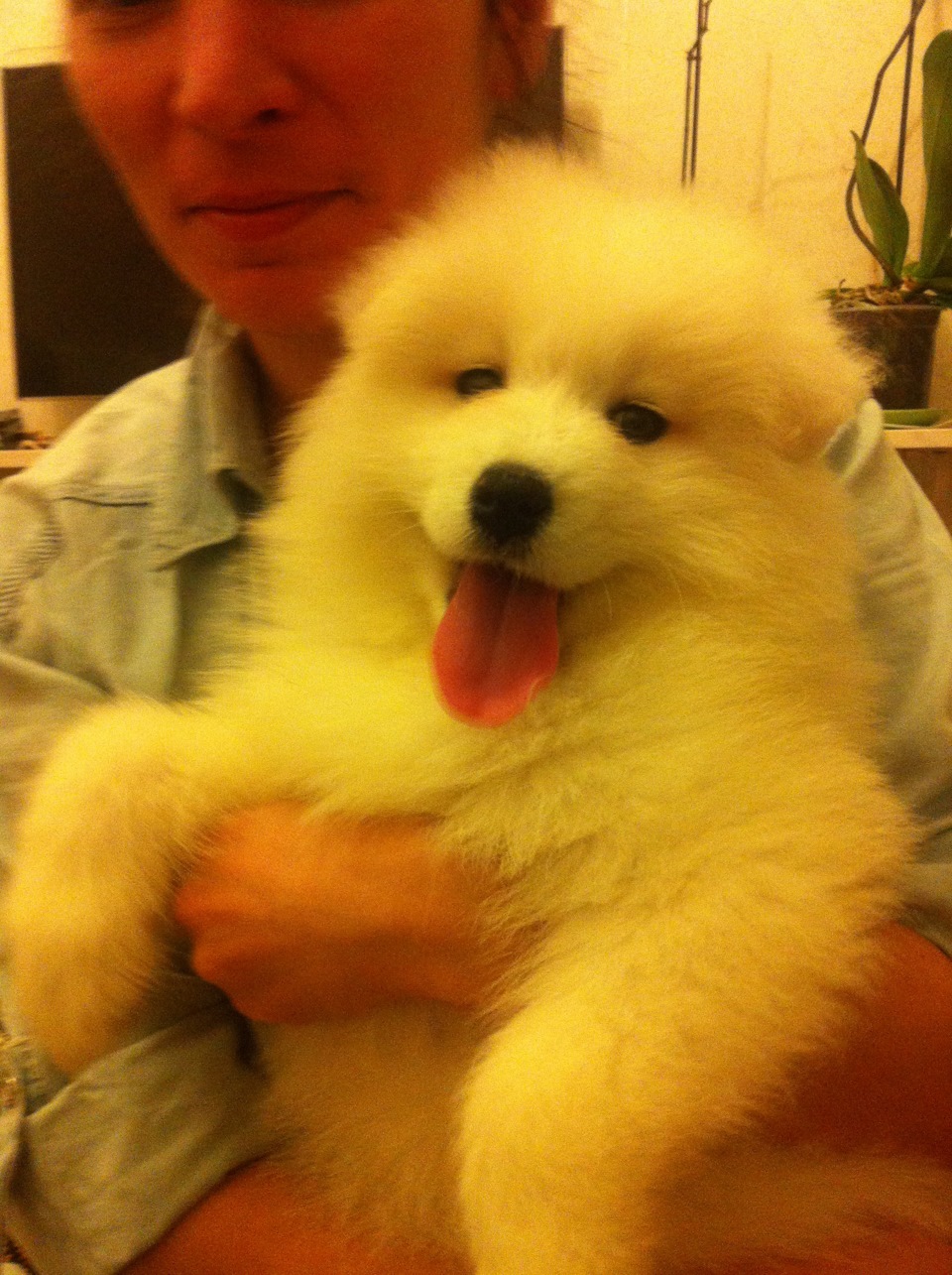 Собака литвина