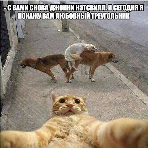 4 собаки ебутся мем