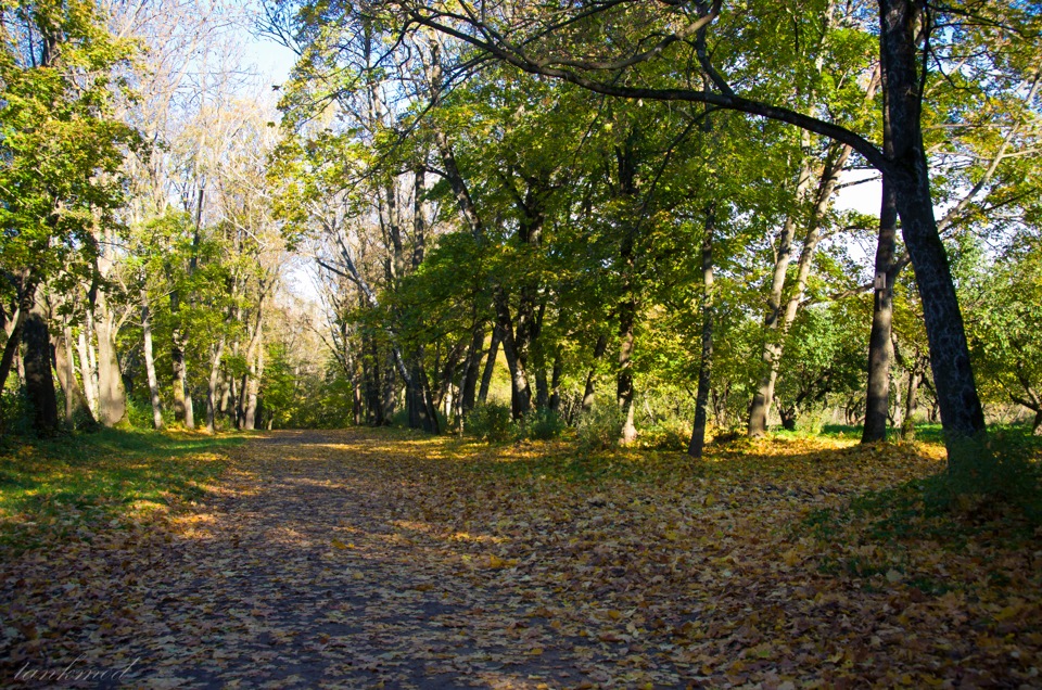 Ясная поляна железногорск красноярский край. Липовый парк клины Ясная Поляна. Ясная Поляна лес Чепыж. Парк клины в Ясной Поляне. Липовый парк клины в Ясной Поляне.