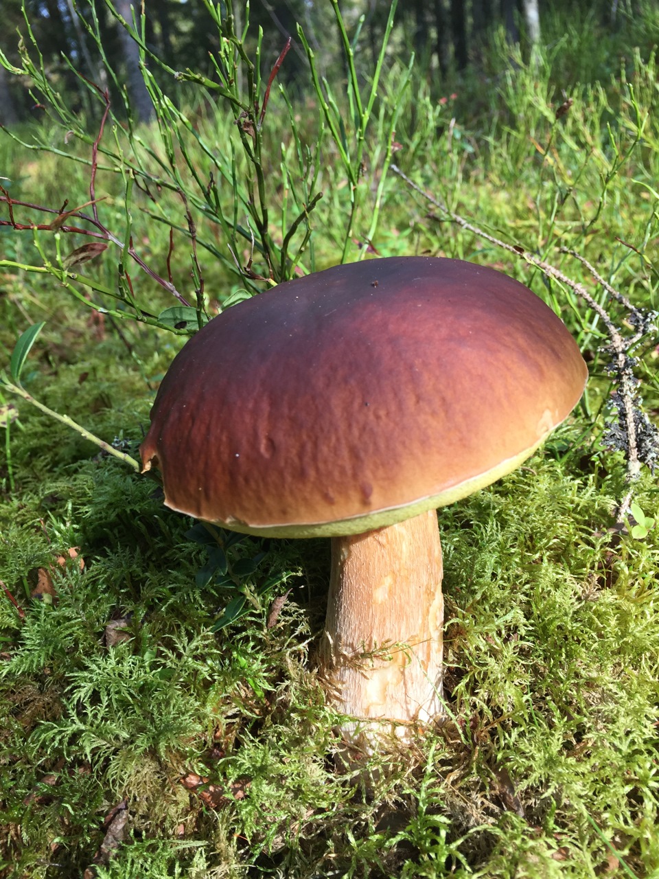 польский гриб ядовитый фото