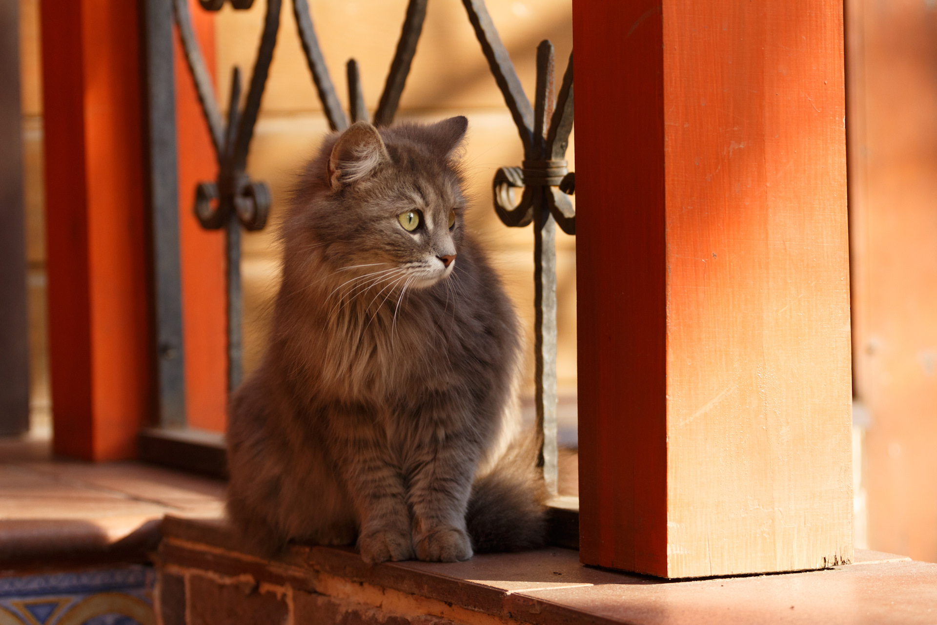 Кот васька. Кот Васька фото. Картинка кота Васьки. Котогостиница кот Васька Магадан.