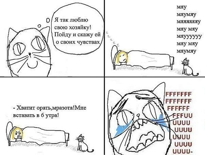 Мемы про котов