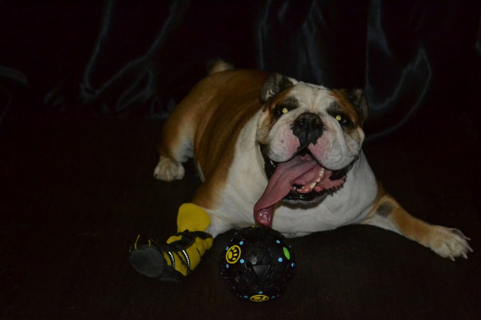 Ирландский бульдог. Взять бульдога. Взять бульдога. Взять бульдога. Английский бульдог в добрые руки спб.