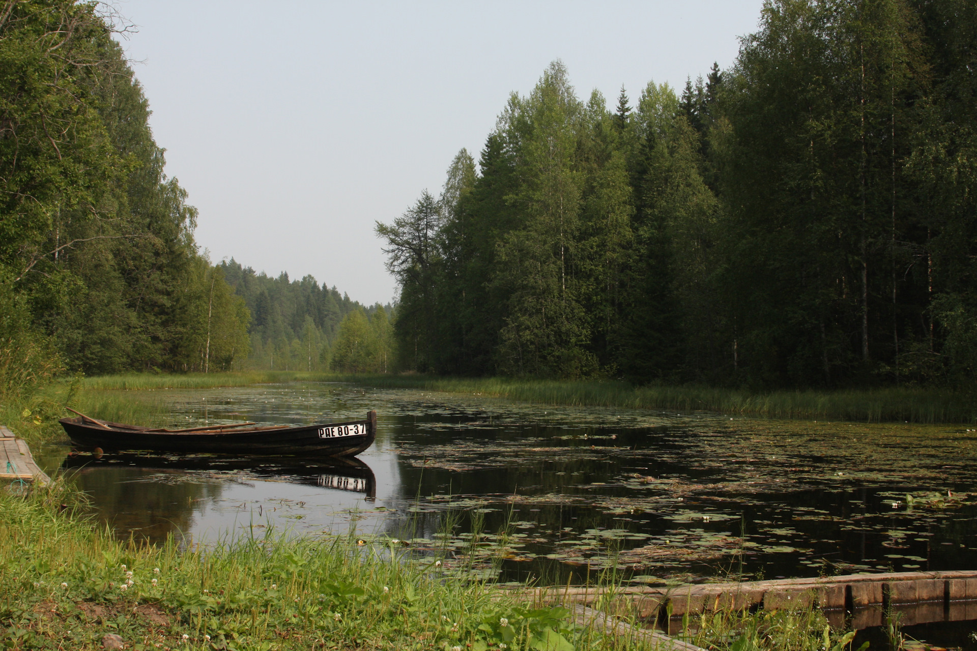 Морская масельга фото