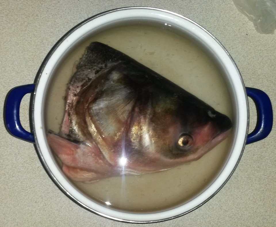 Вкусная рыба толстолобик или нет - полезная информация о рыбе