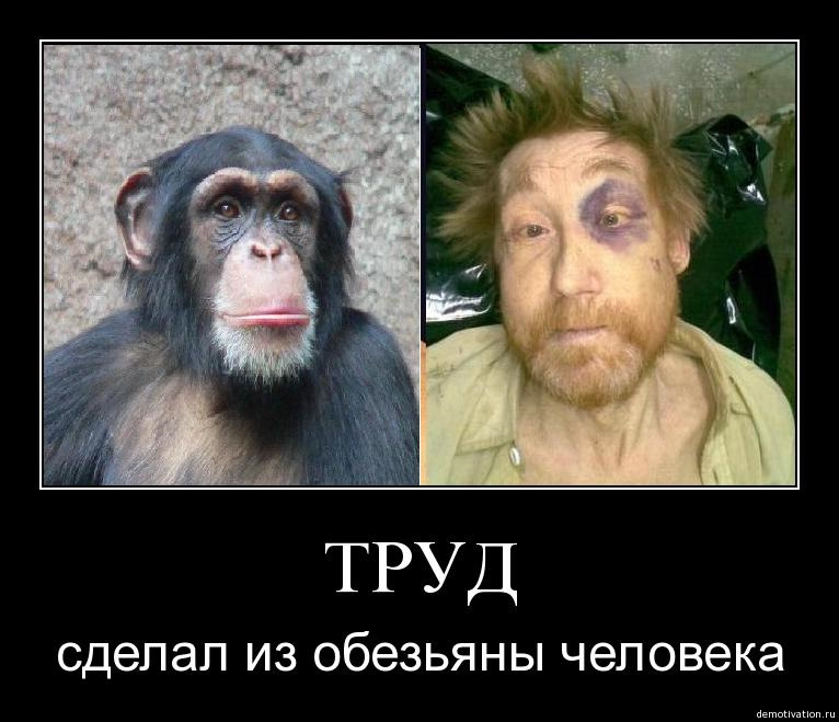 Покажи человека обезьяну. Труд из обезьяны сделал. Что сделало из обезьяны человека. Труд делает из обезьяны человека. Труд сделал обезьяну человеком.