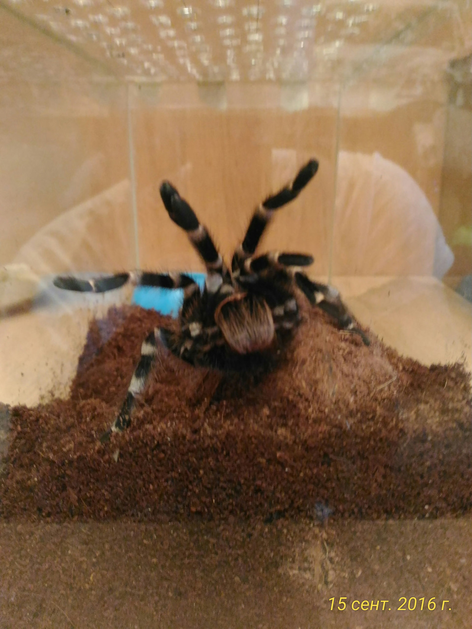 Паук птицеед Acanthoscurria geniculata — Сообщество «Зверьё Моё» на DRIVE2