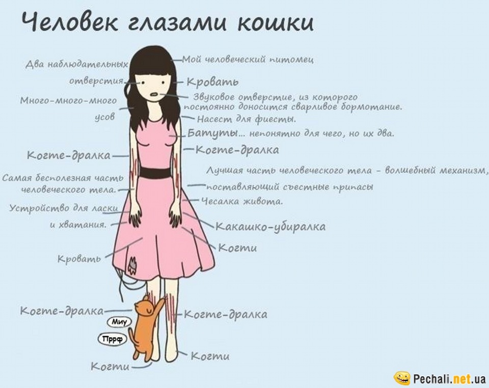 Как выглядят люди глазами кошки