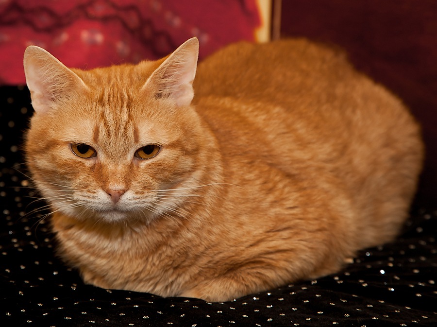Рыжик 20. Сибирский гладкошерстный рыжий кот. Сибирская кошка рыжая короткошерстная. Сибирская гладкошерстная кошка рыжая. Рыжик Рыжик рыжий кот.