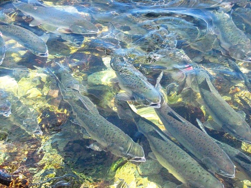 Сколько видов рыб водится в охотском. Остров Сахалин рыбалка. Сахалинская Речная рыба. Корюшка Енисей. Сахалинский Озерный гольян Сахалин.