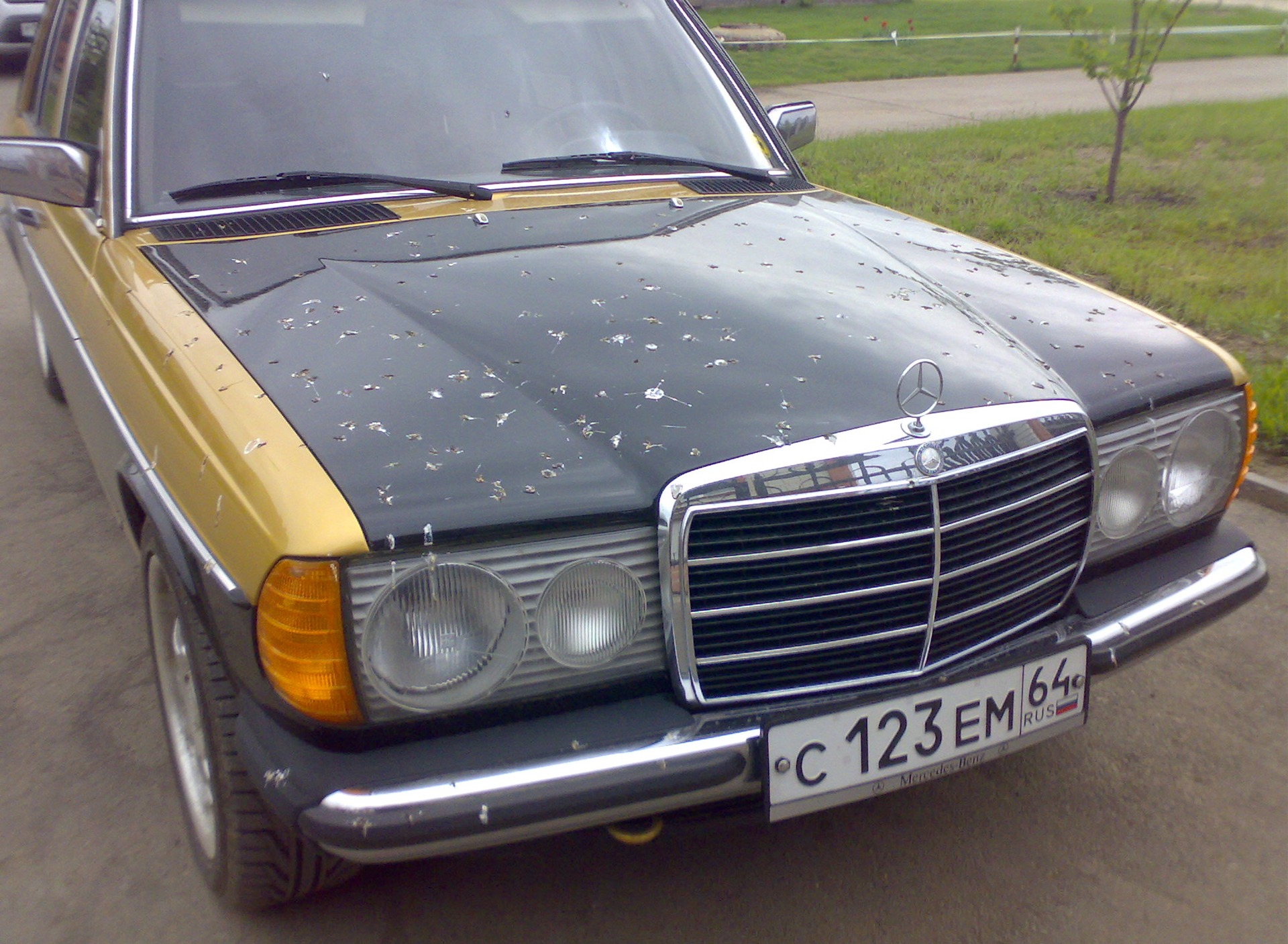 Кто покормил их и чем?..или это к деньгам? — Mercedes-Benz W123, 2,3 л,  1977 года | прикол | DRIVE2