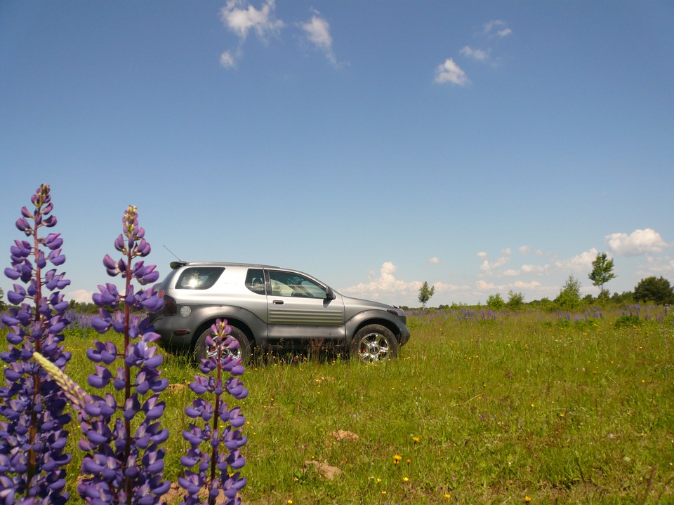 плантации люпинов — Isuzu VehiCross, 3,5 л., 2001 года | фотография ...