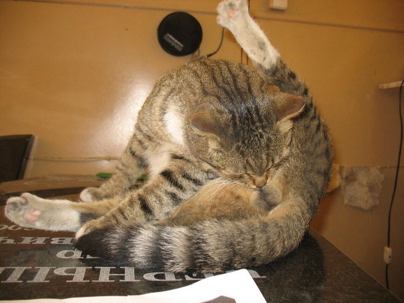 Выплакав слезы счастья, заливал раны отчания, погнал по знакомым барыгам, продавцам, форумам итд. Никто ничего найти мне так и не смог. сцепа которая всегда была в наличие за 150 долл, кудато пропало, а вернее у поставшиков в РБ ее нету. НАшли в РФ 18 дней доставки и 300 долл) песня! Время не было ждать. Тачка нужна к пятнице. край. На б.у. разборках мне предложили 120 долл, причем состояние 6 из 10? это как? это что за цена? Я б.у. сцепу отдаю даром всем нуждающтимя а тут такое? ВТФ? ВЕМА нашла сцепу за 240 долл на субботу, и то что будет лежать в упаковке хз. На Некрасова в Минске вродь тоже есть одна еденица… По сему сцепа пока ищется. — Alfa Romeo 166