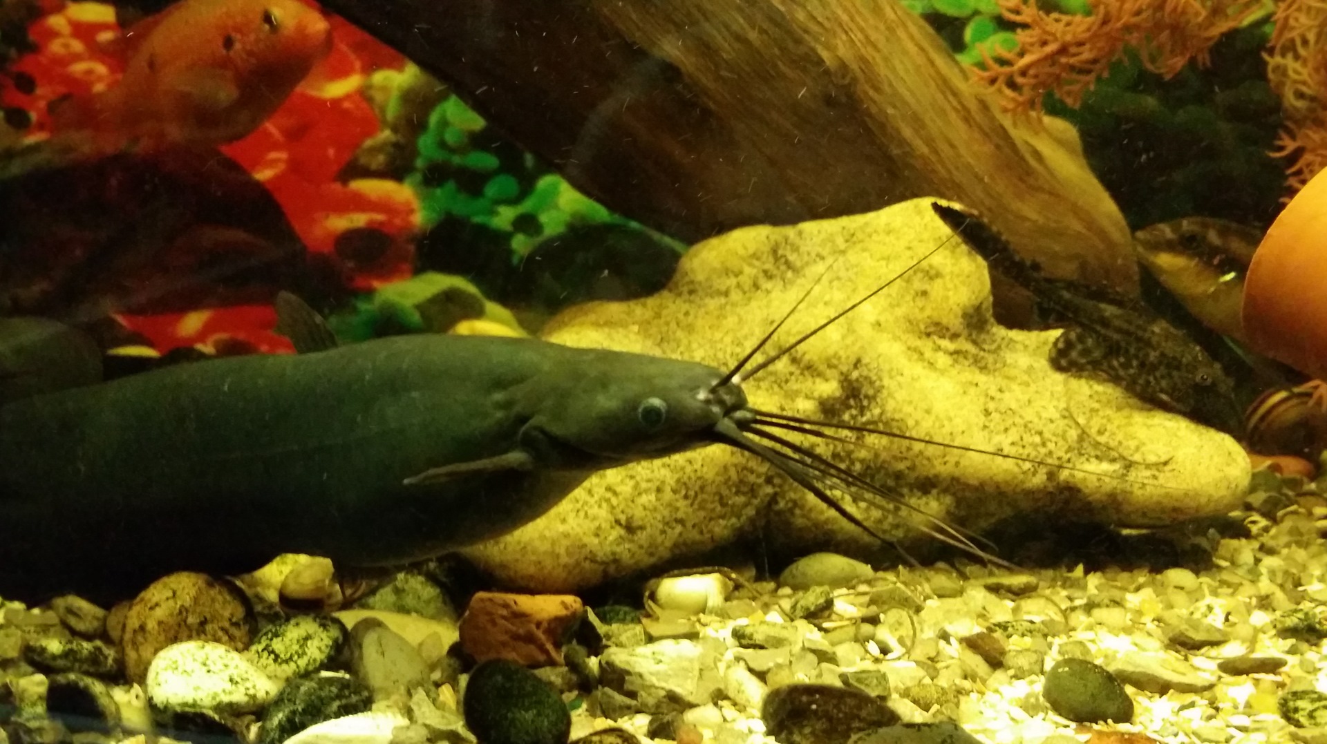 Совместимость с другими рыбами